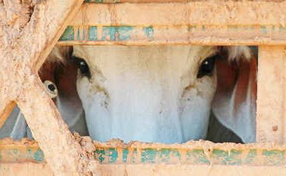 The beef industry’s reputation has taken a battering over the live export ban debacle. The beef industry’s reputation has taken a battering over the live export ban debacle.